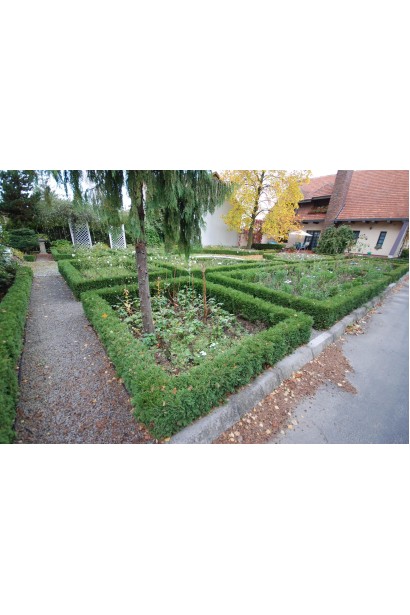 Туя Хосери для живой изгороди низкого роста.