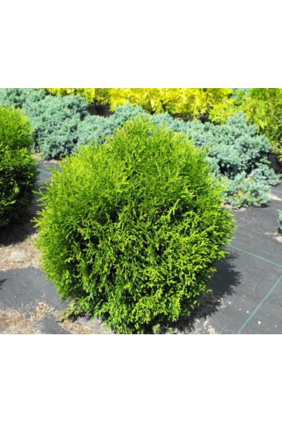 Декоративная туя Хосери с зеленой окраской хвои.