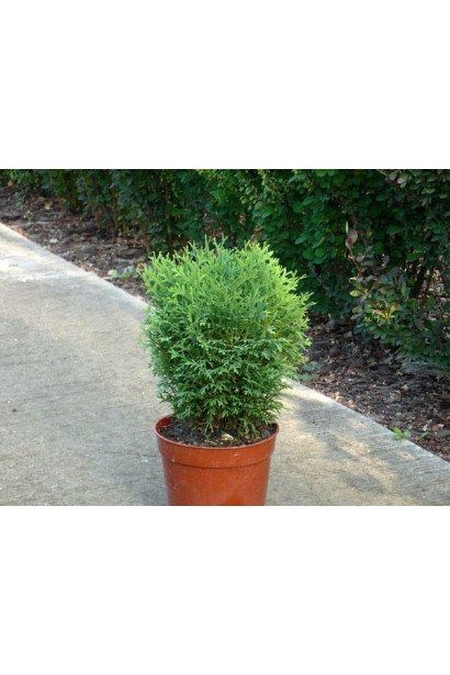 Медленнорастущая туя Хосери для контейнеров.