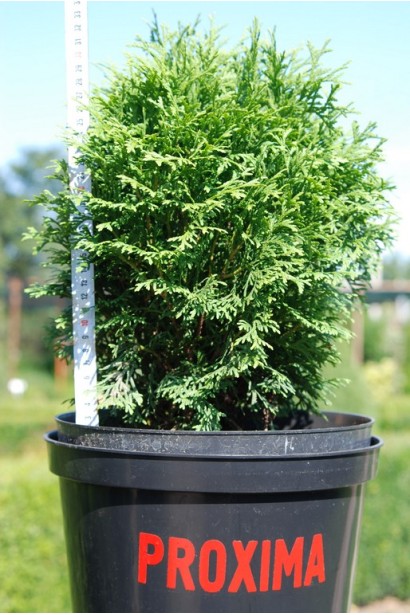 Туя западная Хосери - 3л/30-40см/20-30см