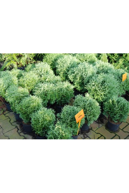 Вечнозеленая туя Хосери для бордюров и декоративных клумб.