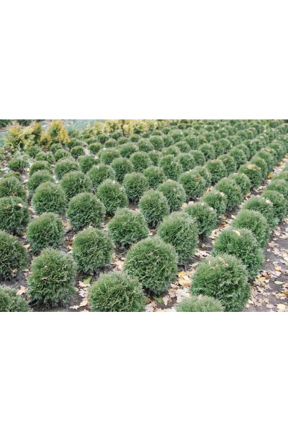 Туя западная Хосери/Hoseri