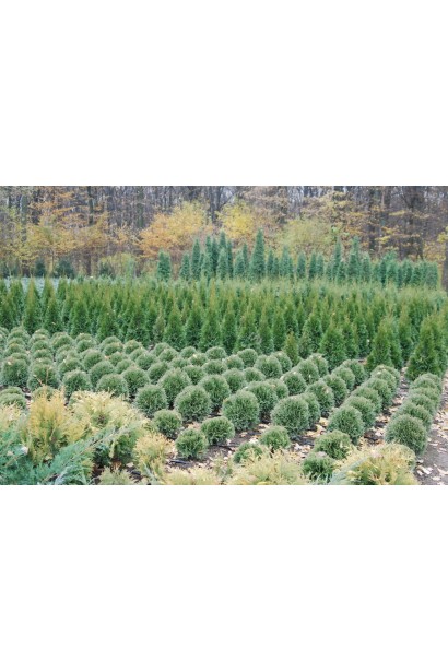 Шаровидная форма туи Хосери сохраняется без стрижки.