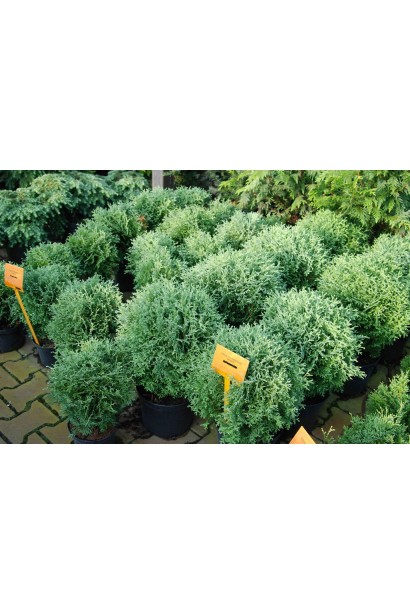 Thuja occidentalis Hoseri