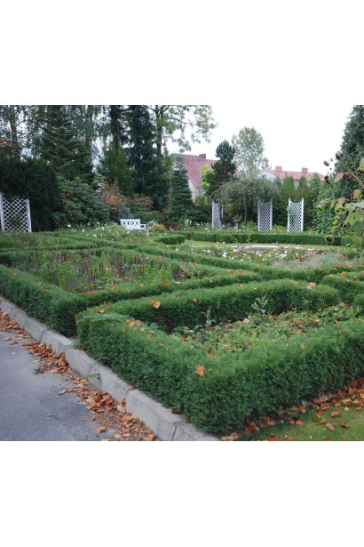 Вечнозеленая туя Хосери для бордюров и декоративных клумб.