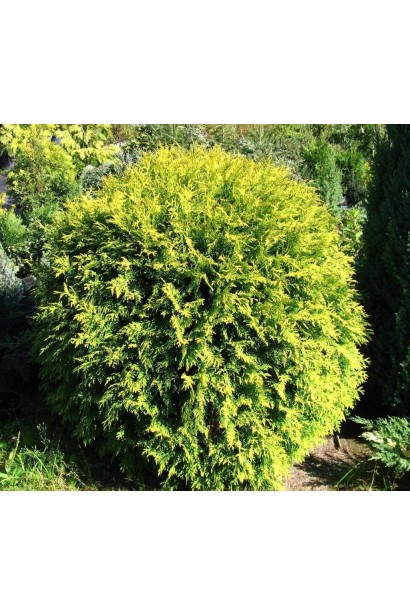 Золотиста туя Голден Глоуб у формі кулі.