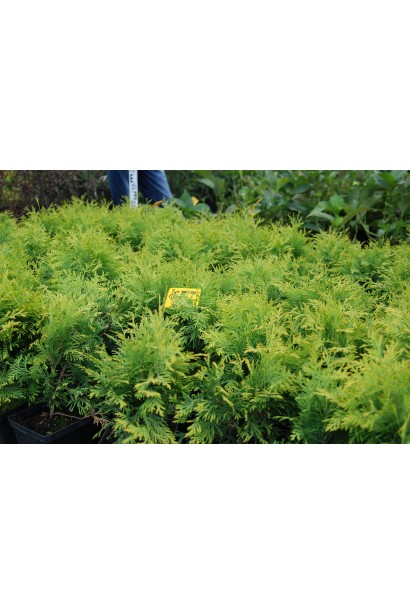 Туя західна Голден Глоб 