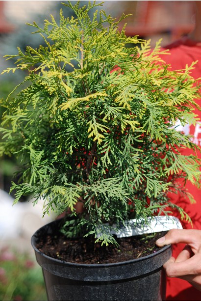 Thuja occidentalis Golden Globe