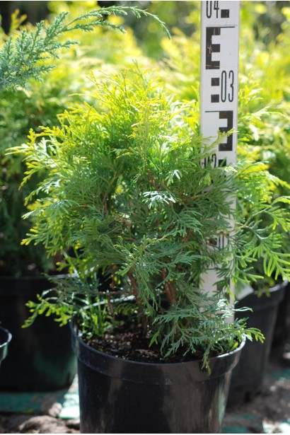 Туя західна Голден Глоб 