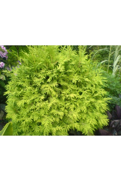 Туя західна Голден Глоб