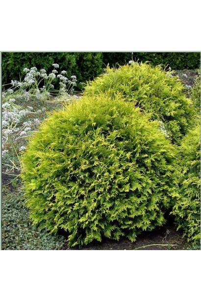 Куляста туя Голден Глоуб із насиченим золотим відтінком.