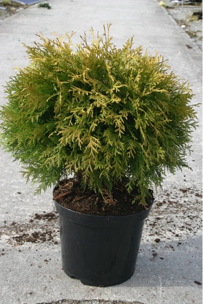 Туя західна Голден Глоуб в контейнері