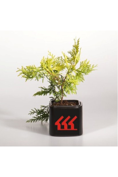 Туя західна Голден Глоб саджанець