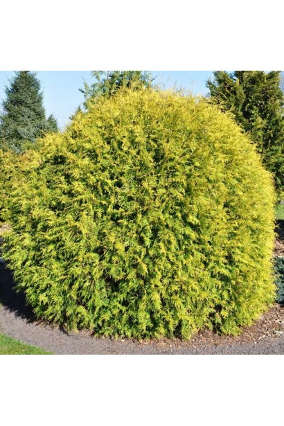 Туя Голден Глоуб з яскраво-золотистою кроною.