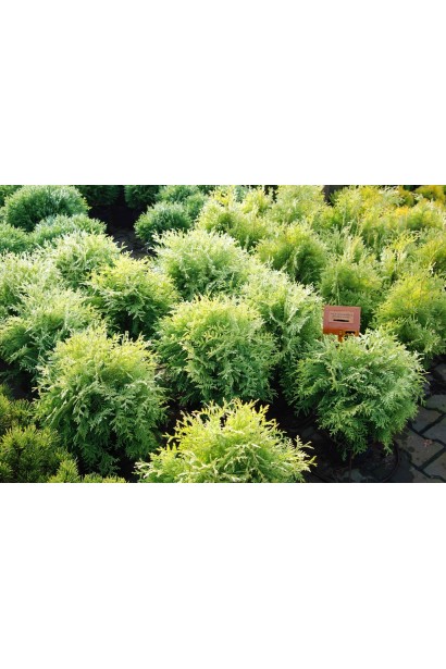 Туя Голден Глоуб – куляста форма та насичений колір.