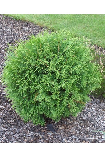 Куляста туя Глобоза – гармонія форми та зелені.