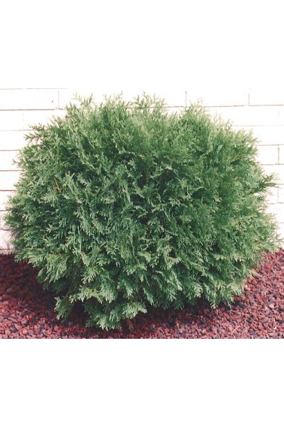 Туя Глобоза з густою та насиченою хвоєю.