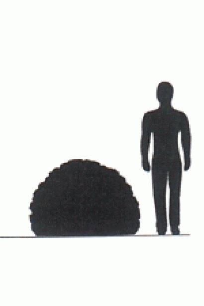 Туя західна Глобоза | Туя западная Глобоза | Thuja occidentalis Globosa