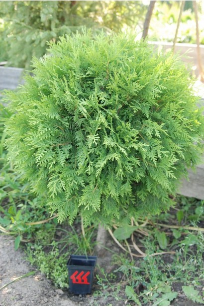 Декоративна туя Глобоза у формі ідеальної кулі.