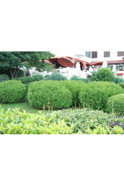 Щільна крона туї Глобоза для живих композицій.