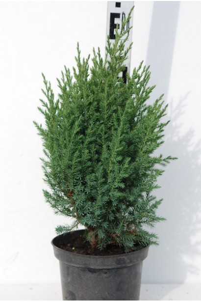 Можжевельник Стрикта в ландшафте