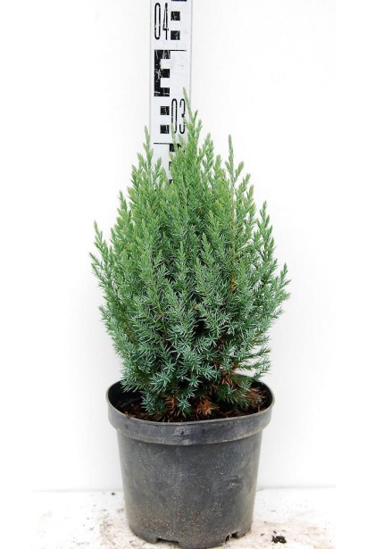 Ялівець Стрікта зелено-блакитна хвоя