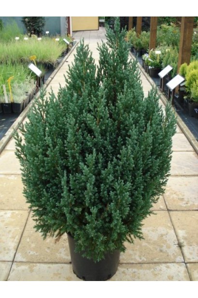Juniperus chinensis Stricta