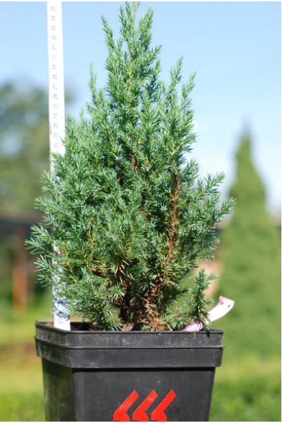 Ялівець китайський Stricta контейнер Р9