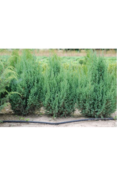 Ялівець китайський Стрікта