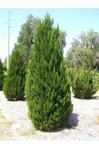 Ялівець китайський Спартан