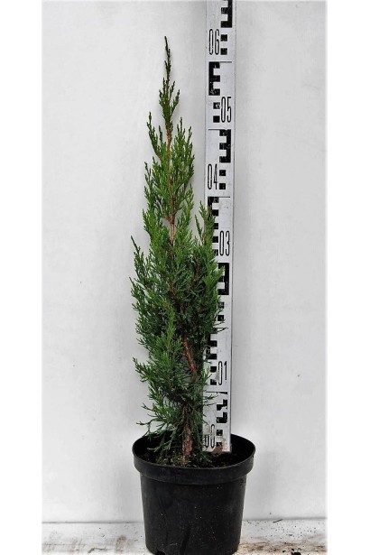 Ялівець китайський Спартанв горщику 5 л,  висота 40-60 см