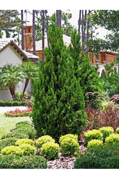Ялівець китайський Спартан викоритання в ландшафтному дизайні