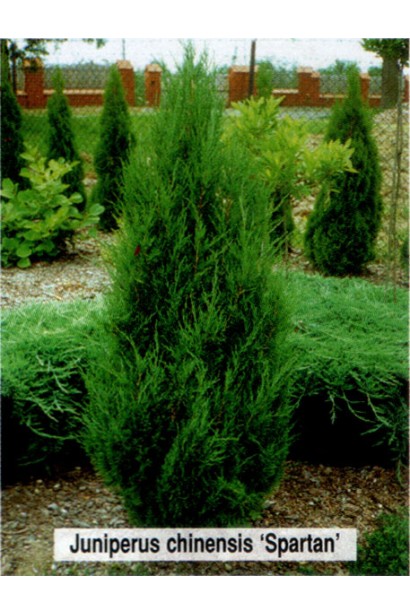 Juniperus chinensis Spartan