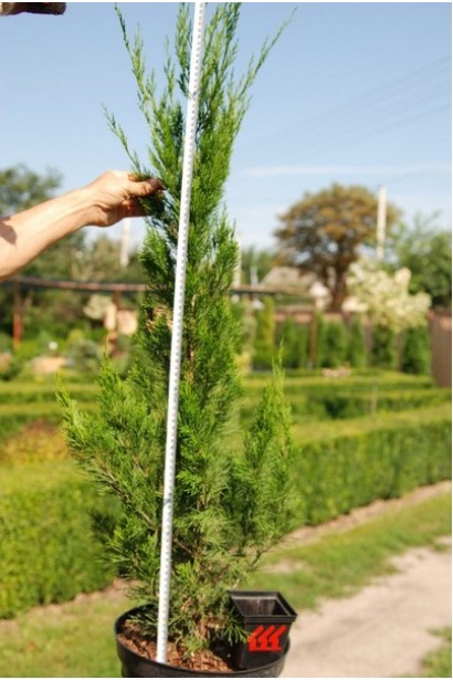 Ялівець китайський Спартан - саджанець в контейнері 