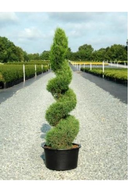 Стрижений ялівець Спартан у формі спіралі