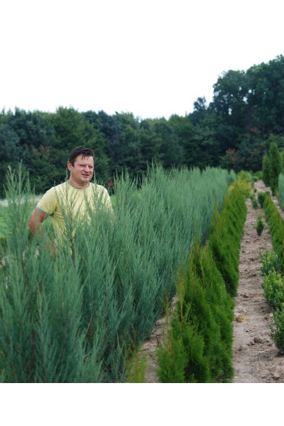Ялівець скельний Блю Ерроу / Блю Арроу