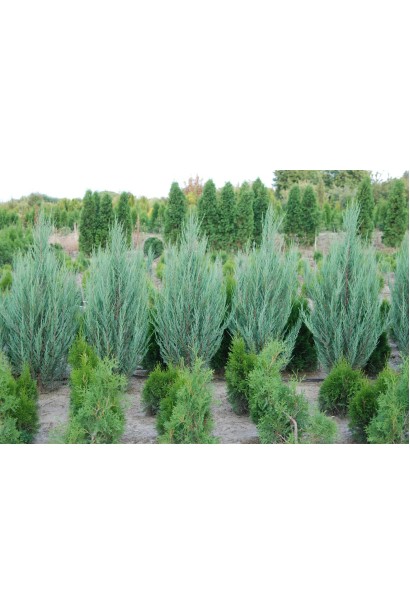 Ялівець з сизо-блакитною хвоєю Блю Ерроу