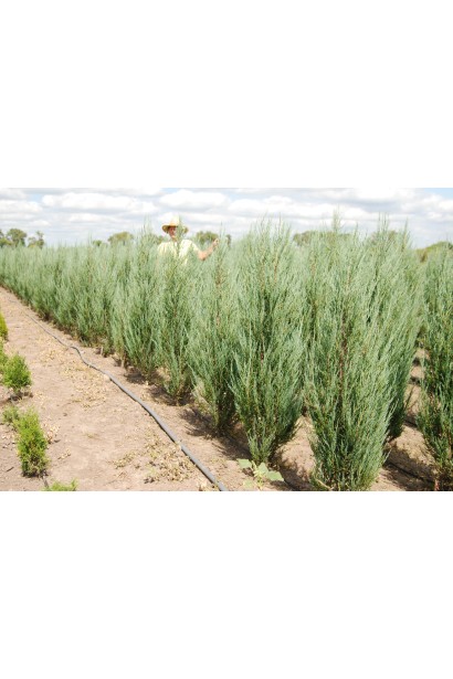 Ялівець скельний Blue Arrow