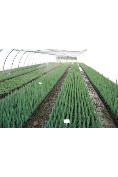 Саджанці ялівцю Блу Арроу в контейнерах