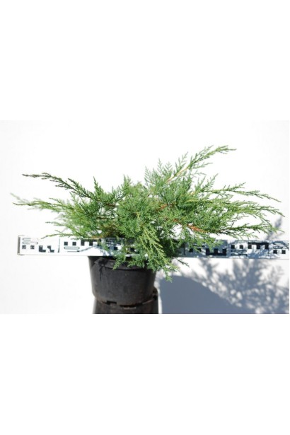 Ялівець середній  Мінт Джулеп - горщик 5 л, діаметр 50-60 см