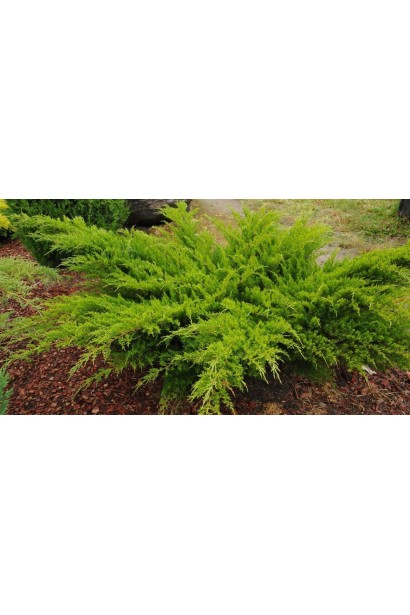 Ялівець пфітцеріана Мінт Джулеп - яскраво-зелена хвоя