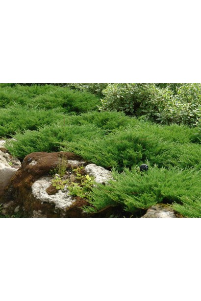 Ялівець Мінт Джулеп в ландшафті як грунтопокривна рослина