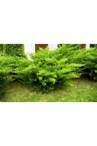 Ялівець середній Мінт Джулеп - швидкорослий хвойний кущ з густою розлогою кроною