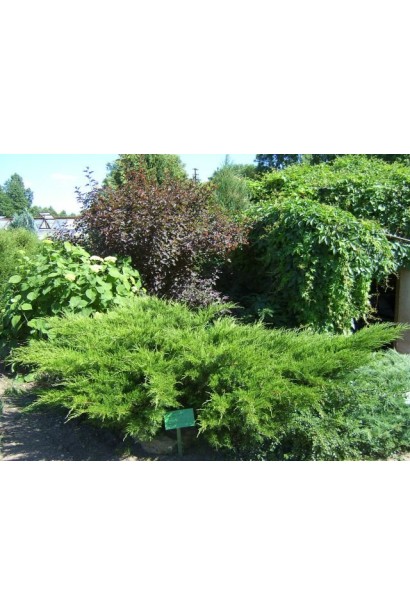 Ялівець пфітцеріана Мінт Джулеп в ландшафтному дизайні