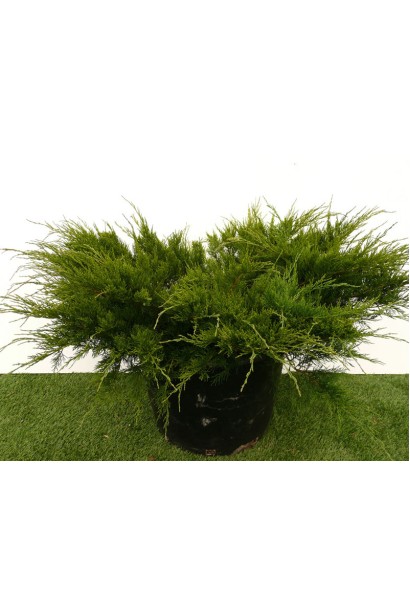 Juniperus media / pfitzeriana Mint Julep