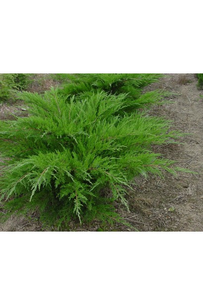 Ялівець середній / пфітцеріана Мінт Джулеп