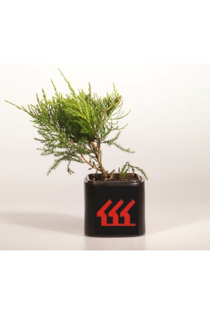 Ялівець Mint Julep в контейнері Р9