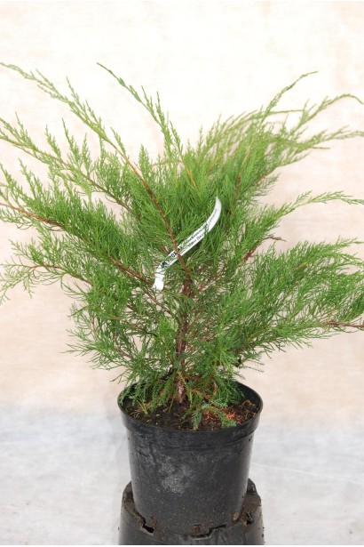 Ялівець середній  Мінт Джулеп