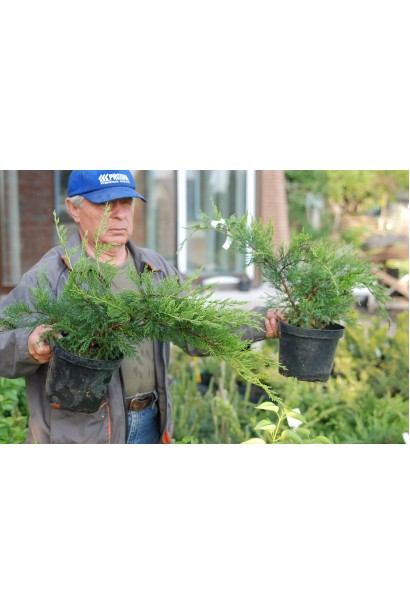 Ялівець пфітцеріана Мінт Джулеп