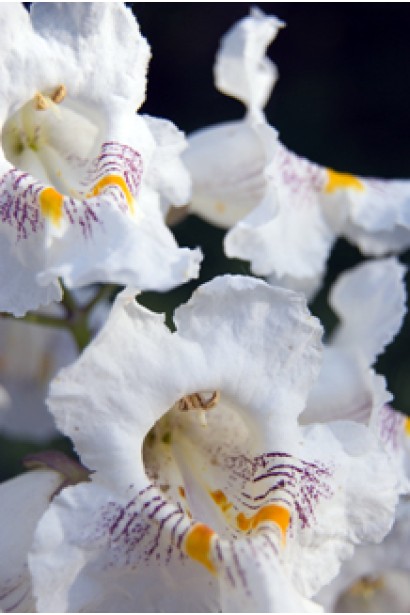 білі квіти-дзвіночки катальпи Пурпуреа